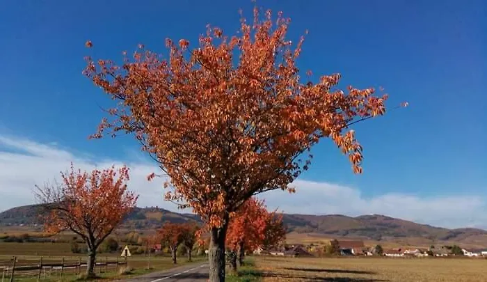 Le Cosy Au Coeur Du Vignoble, *